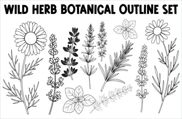 Download Wild Herb Botanical Outline Set - Set Collection